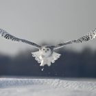Where Do the Birds Go in Winter? 9 Where Do the Birds Go in Winter